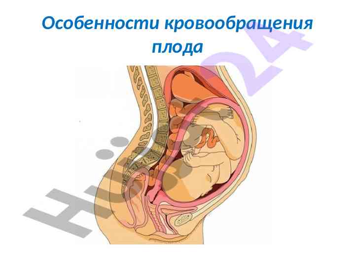Xususiyatlari krovobrascheniya ploda va uning bosqichlari