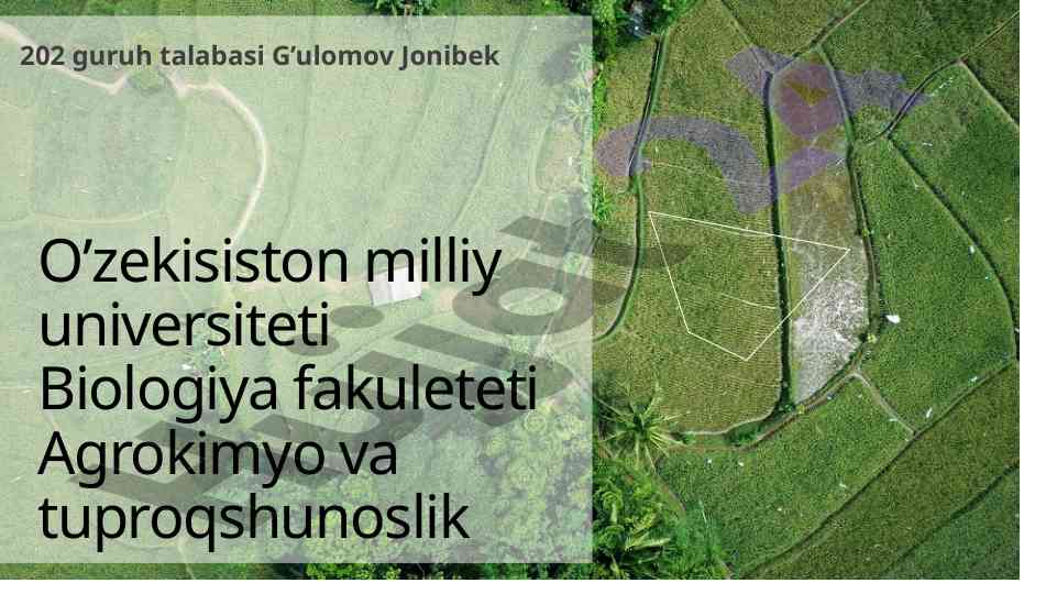 Loviya tarqalishi va botanik tasnifi