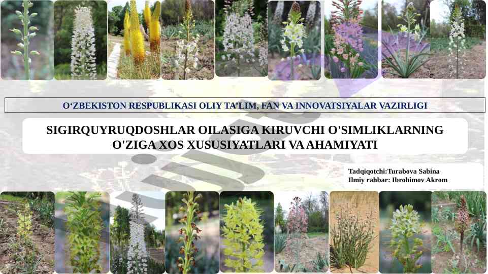 Sigirquyruqdoshlar oilasiga kiruvchi o'simliklar