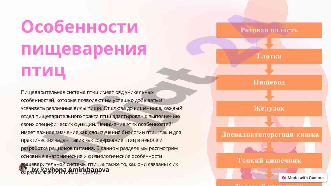 Особенности пищеварения птиц и их анатомия