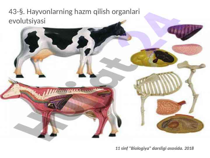 Hayvonlarning hazm qilish organlari evolutsiyasi