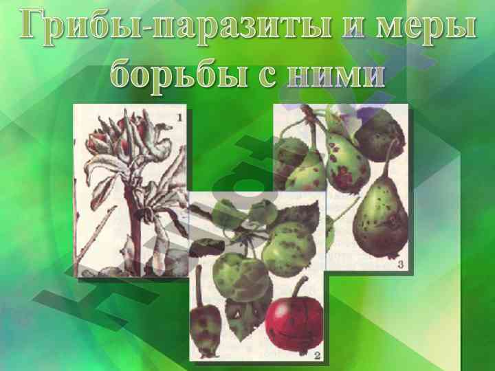 Заражение семени во время обмолота и грибковые болезни