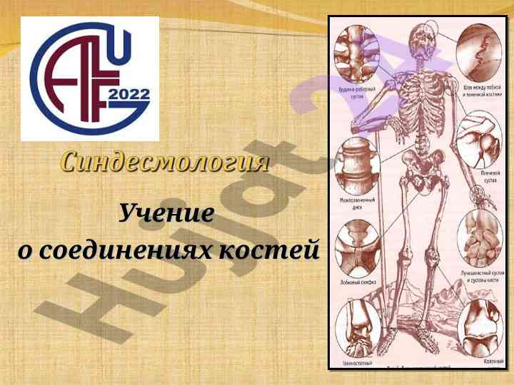 Соединения костей: виды и характеристика