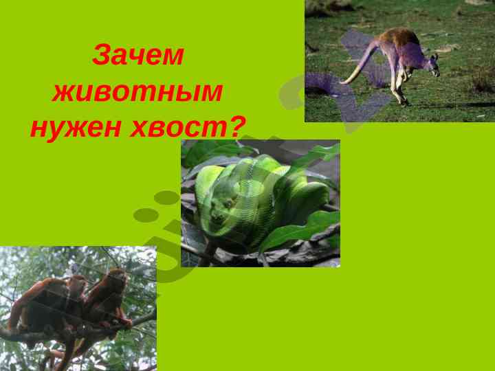 Zachem zhivotnym nuzhen khvost balansir i zashchitnik
