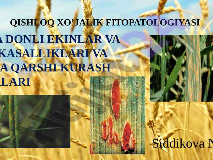 G’alla ekinlari zang kasalliklari va ularni o’rganish