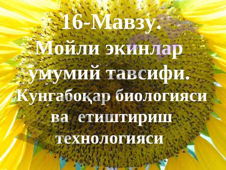 Мойли экинлар умумий tavsifi va etiштириш технологияси