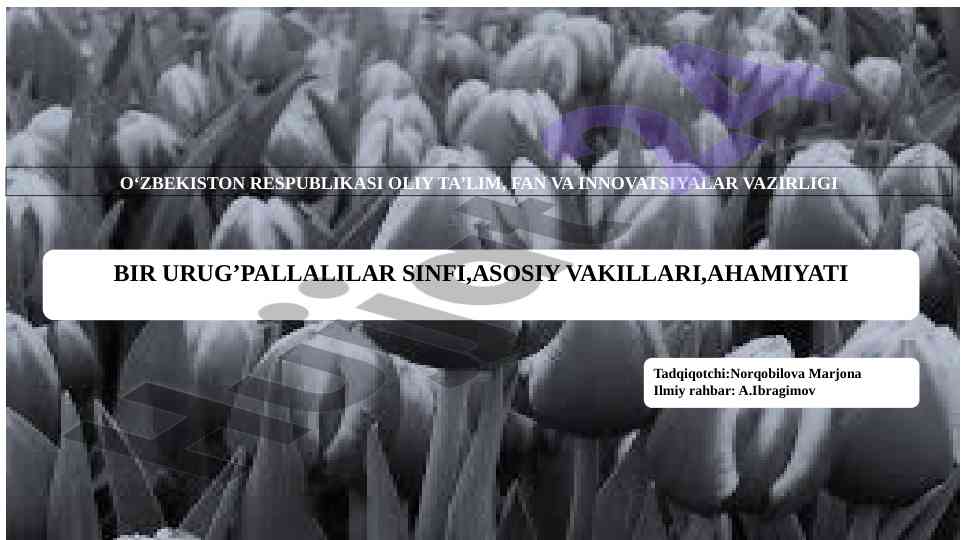 Urug'pallalilar sinfi va uning ahamiyati