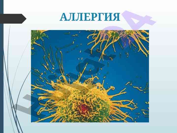 Аллергия и аллергические реакции в организме
