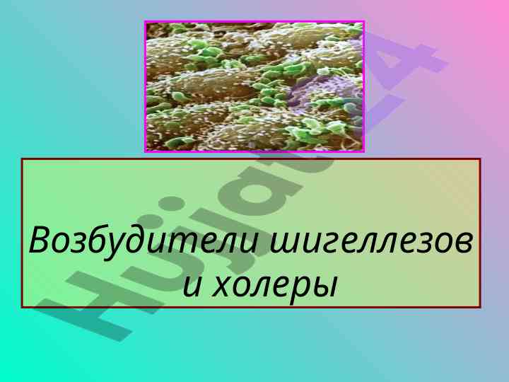 Возбудители шигеллезов и холеры в научной лекции