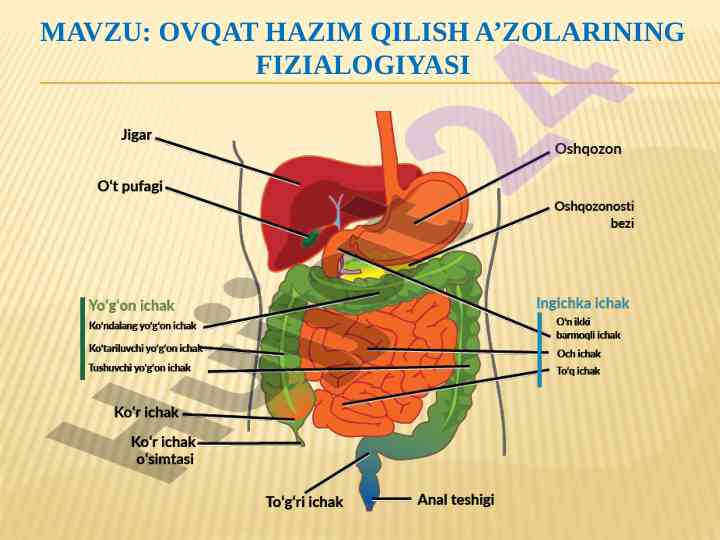 Ovqat hazm qilish a'zolarining fizilogiyasi