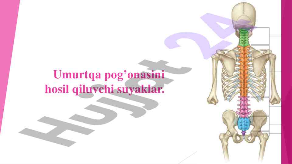 Umurtqa pog’onasi tuzilishi va anatomiyasi