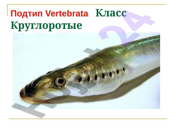 Struktur va xususiyatlari kruhloyostlar sinfida