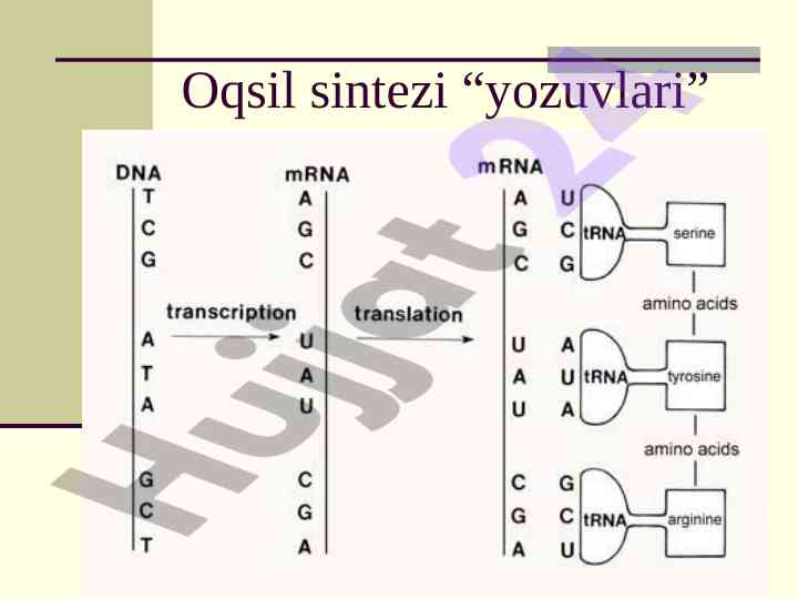 Oqsil sintezi va dnk rnk farklari