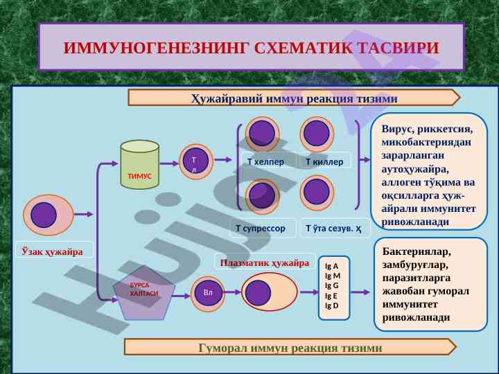 Immunogenezning skematik tasviri