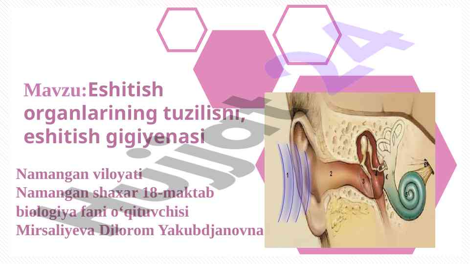 Eshitish organlarining tuzilishi va gigiyenasi