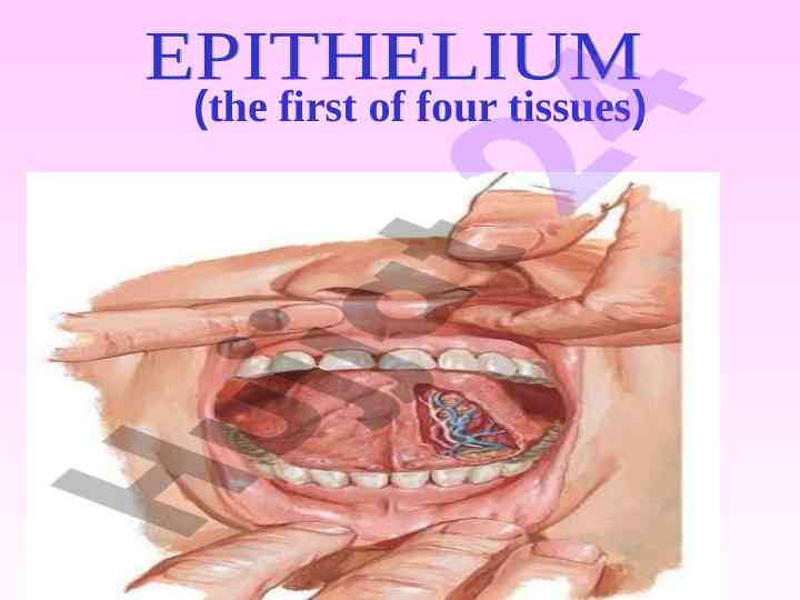 Tissue types and characteristics in human anatomy