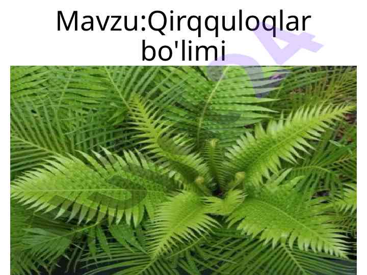 Qirqquloqlar bo'limidagi o'tilgan mavzuni takrorlash