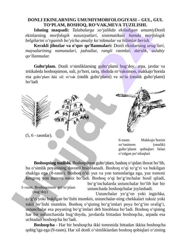 Donli ekinlarning umumiy morfologiyasi
