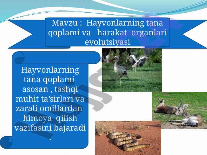 Hayvonlarning tana qoplami va harakat organlari evolutsiyasi