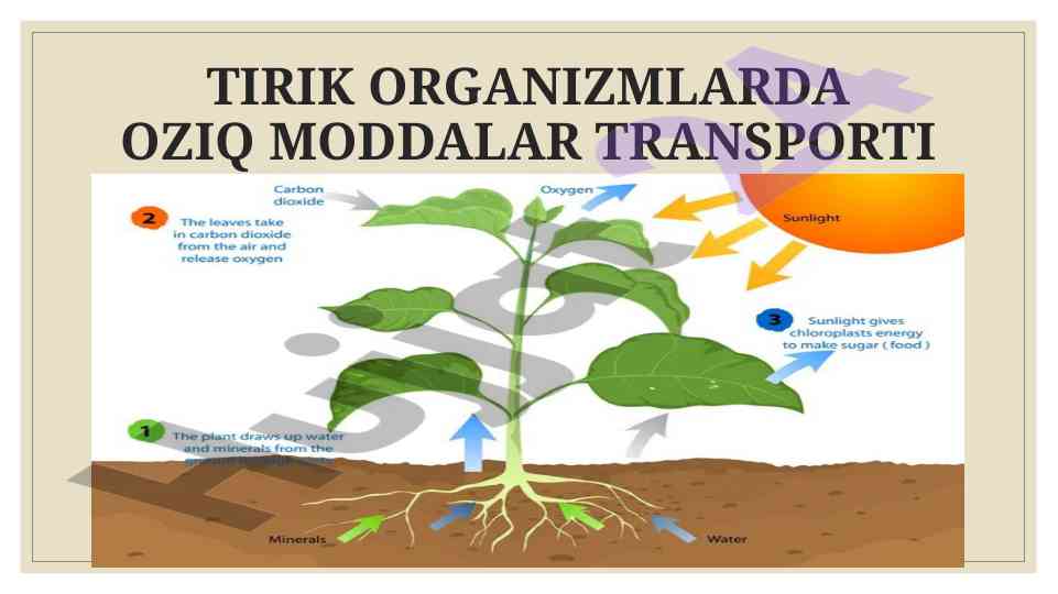 Tirik organizmlarda oziq moddalar transporti