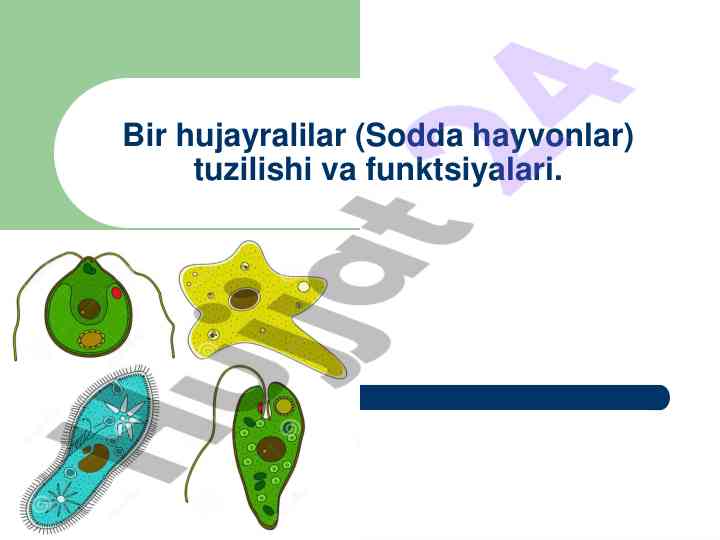 Bir hujayralilar tuzilishi va funktsiyalari