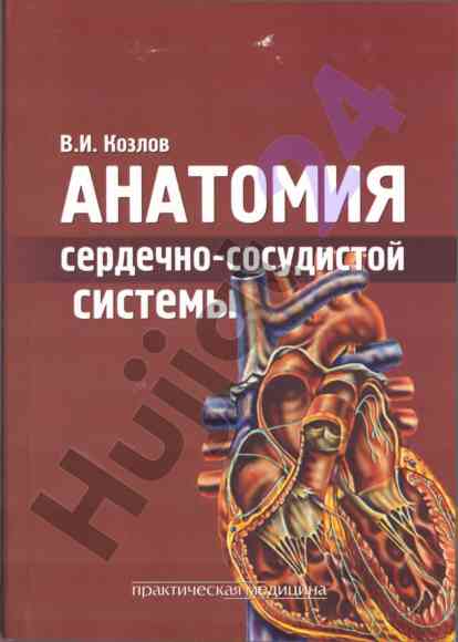 Anatomiya serdechno-sosudistoy sistemy: o‘quv pusobi