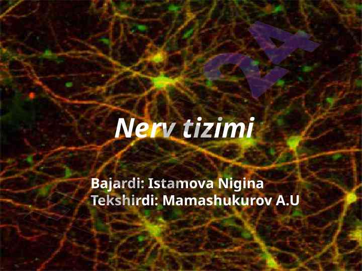 Asab tizimining tuzilishi va funksiyalari