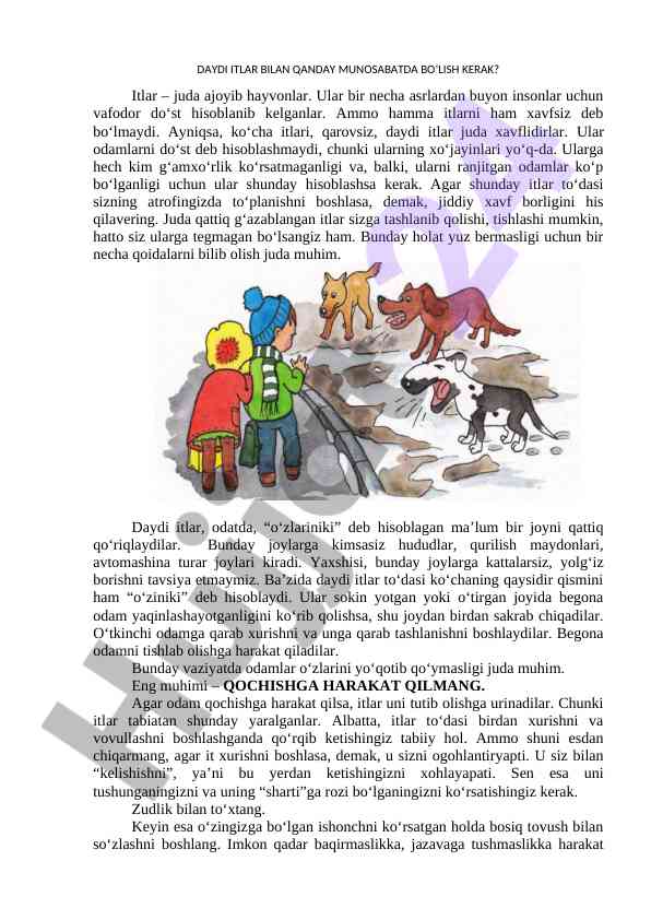 Daydi itlar bilan munosabat qanday bo‘lishi kerak