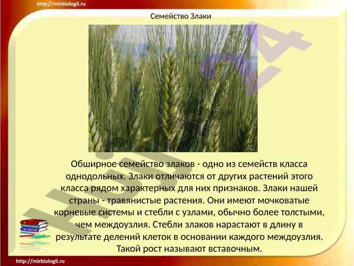 Semeystvo zlaki osobennosti i primenenie