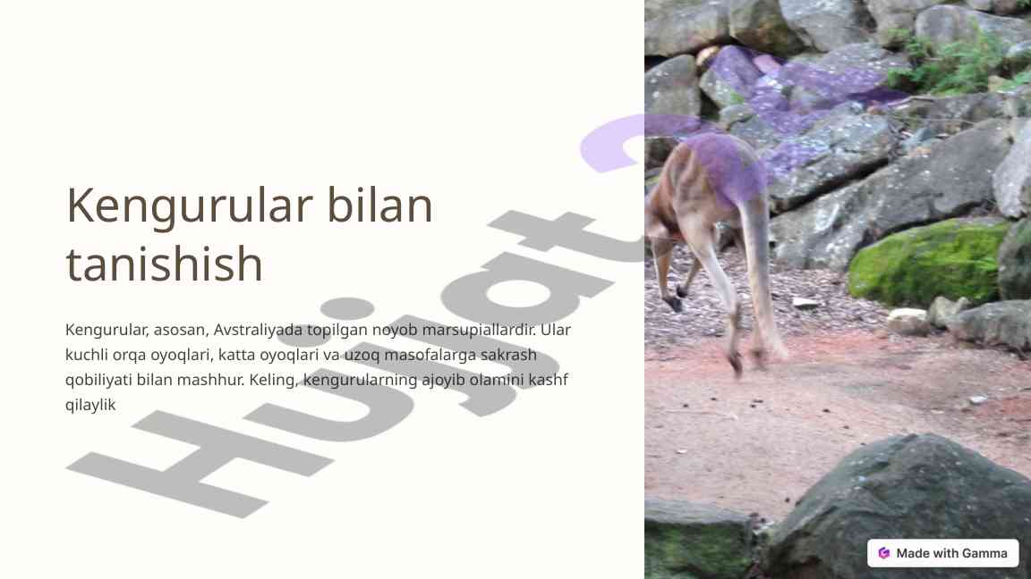 Kengurular bilan tanishish va qiziqarli faktlar