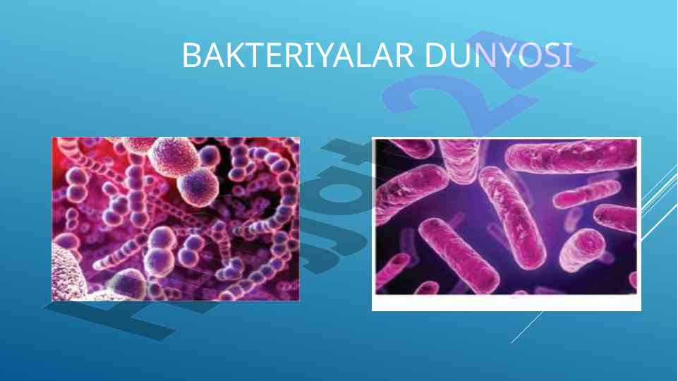 Bakteriyalar dunyosi va ularning o'rganish usullari