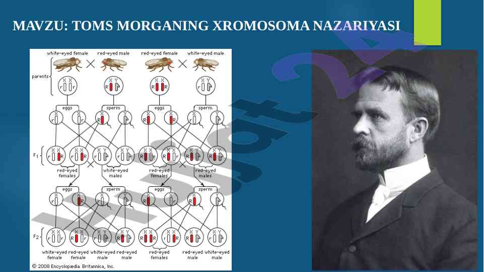 Toms morganing xromosoma nazariyasi tahlili