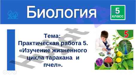 Izucheniye zhiznennogo tsikla tarakana i pchel