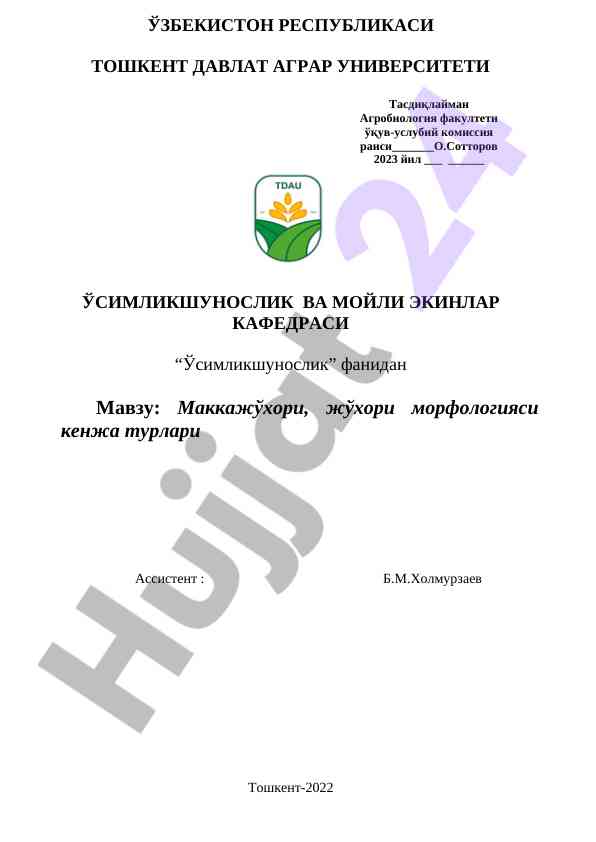 Маккажўхори морфологияси кенжа турлари ҳақида