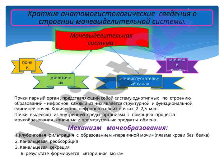 Почки и их функции в мочевыделительной системе