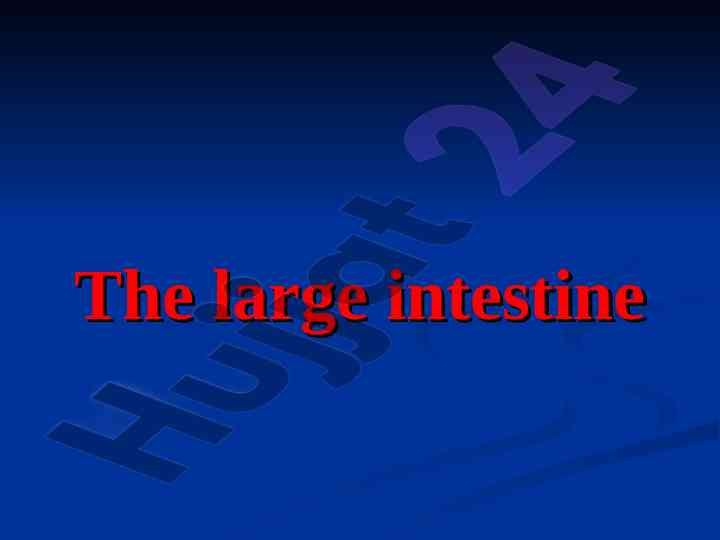 Functional anatomy of the large intestine explained