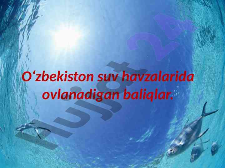 O‘zbekistonda suv havzalarida ovlanaidgan baliqlar