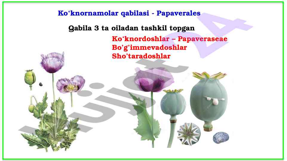 Ko‘knornamolar qabilasi haqida ma'lumot