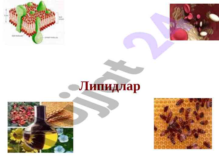 Lipidlar va ularning biologik ahmiyati
