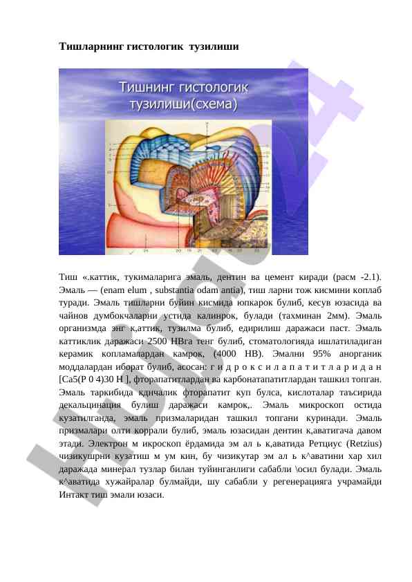 Tishlarning gistologik tuzilishi haqida ma'lumotlar