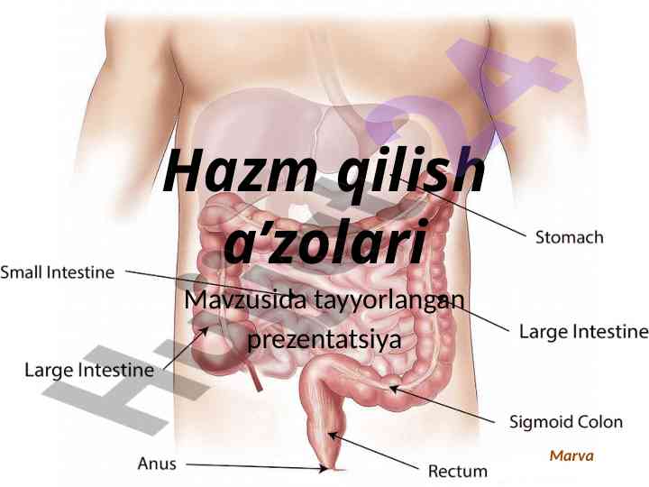 Hazm qilish a’zolari mavzusida prezentatsiya