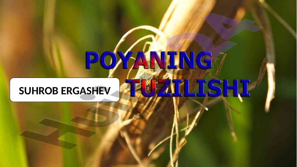 Novda tuzilishi va poyaning ichki tuzilishi