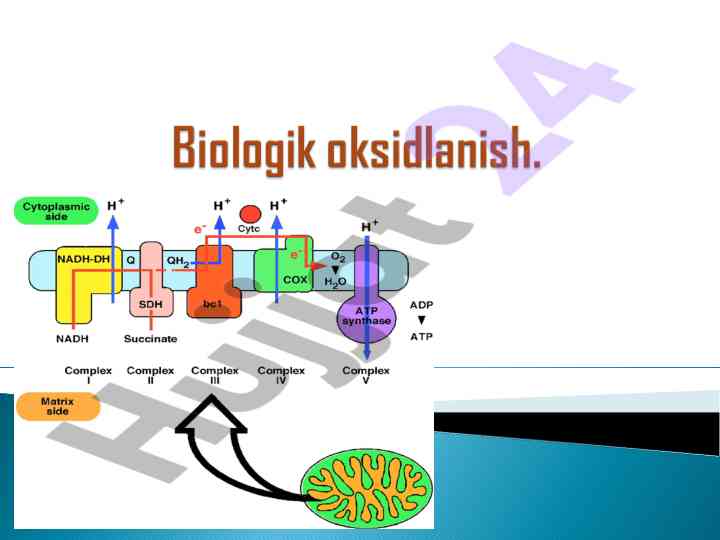 Endergonik va ekzergonik reaksiyalar tahlili