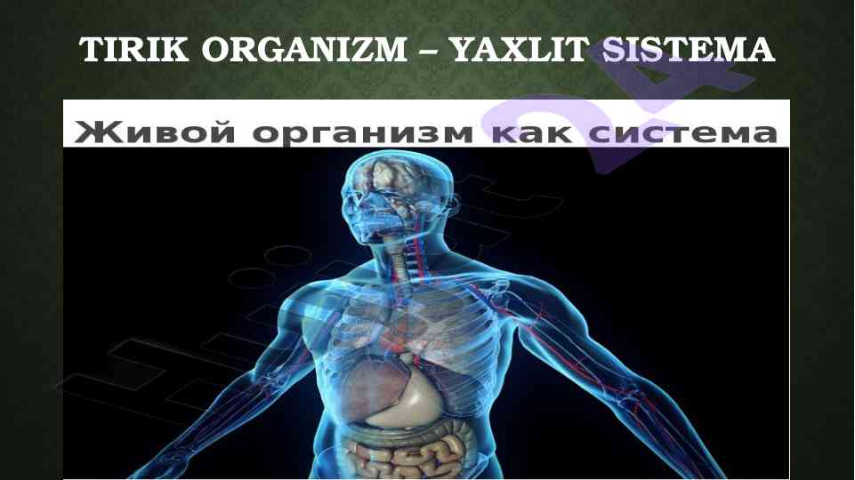 Tirik organizm – yaxlit sistema modeli
