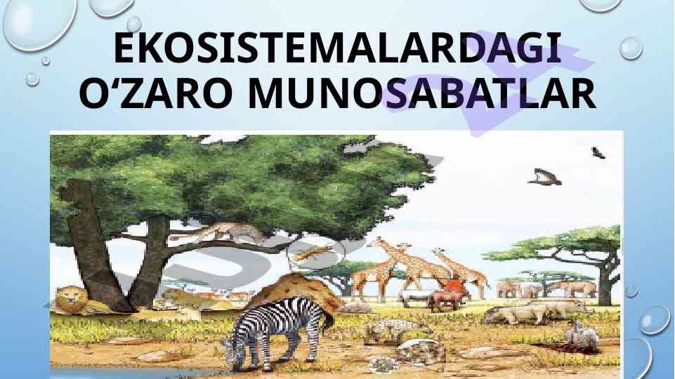 Ekosistemalarda o'zaro munosabatlar analizi