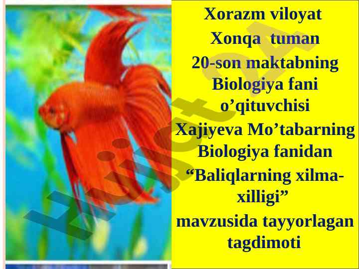 Baliqlarning xilma-xilligi mavzusida taqdimot