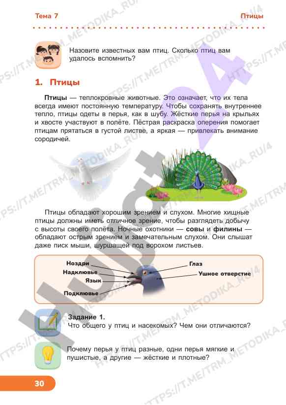 Птицы и их уникальные черты