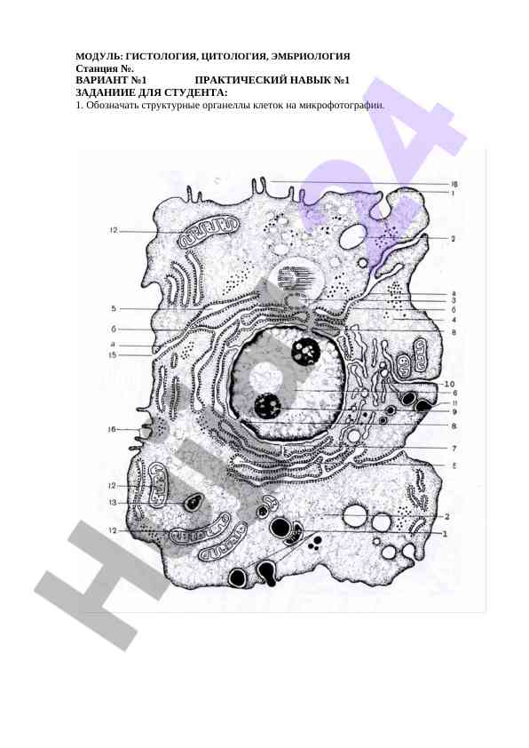 Praktik nazorat uchun histologiya moduli