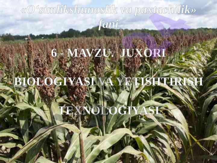 Jo’xori biologiyasi va yetishtirish tеxnologiyasi
