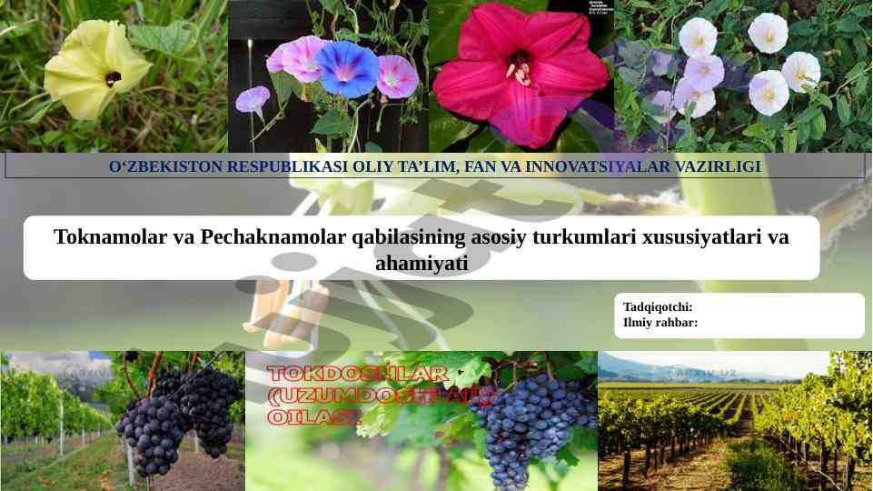 Toknamolar va pechaknamolar asosiy xususiyatlari